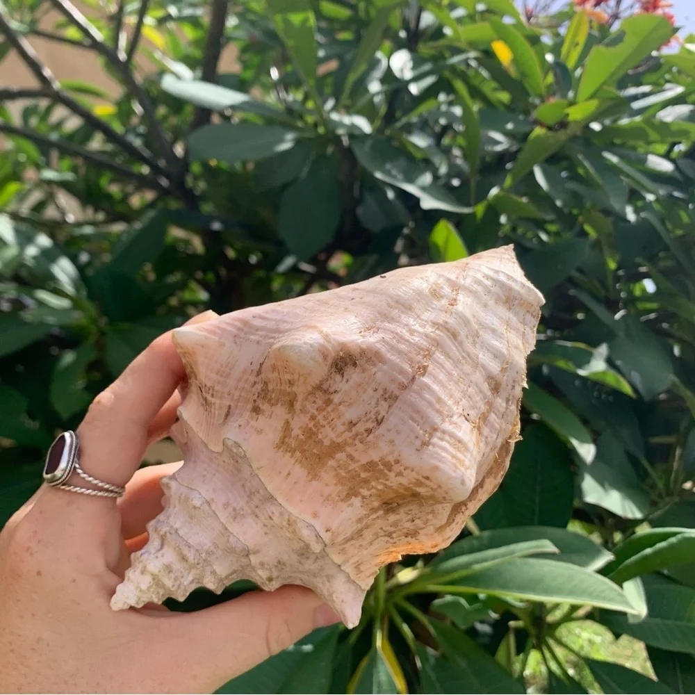 Sea shells from Puerto Rico Caribbean found on the beach